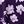 Purple Floral