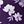Purple Floral