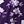 Purple Floral
