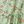 Green Pink