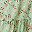 Green Pink