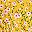 Yellow Small Flower
