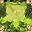 August Peridot