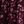 Maroon Rose