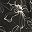 Black Plumeria