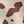Ivry Brw Animal Print