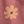 Mauve Brush Floral