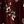 Maroon Tan Floral