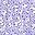 Purple White Flowers