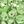 August Peridot