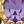 February Amethyst
