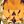 November Citrine