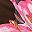 Black Pink