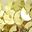 Gold Tone