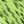 Fluorescent Green
