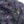 Gray Purple