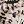 Mink Multi