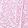 Pink White Flower