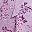 Purple Floral