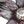 Gray Purple