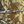 Brown Camo