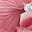 Ombre Pink