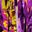 Purple Gold Tone