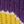 Purple Golden Yellow