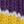 Purple Yellow