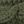 Light Army Green