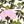 Blossom White Pink