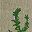 Rosemary