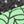 Black Green