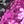 Black Purple