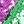 Purple Green
