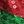 Red Green