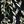 Black Wispy Leaves