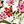 Ivory Pink Floral