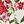 Ivory Pink Floral