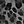 Charcoal Leopard