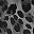 Charcoal Leopard