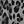 Charcoal Leopard
