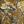 Brown Camo