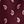 Wine Paisley