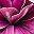 Pink Single