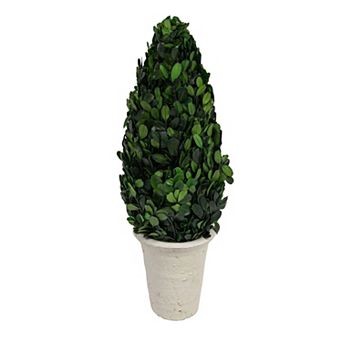 Hello Honey 17" Preserved Boxwood Cone Topiary in Clay Pot
