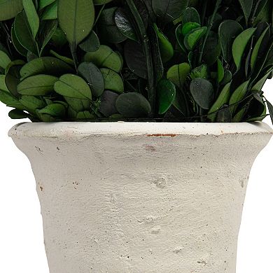 Hello Honey 17" Preserved Boxwood Cone Topiary in Clay Pot