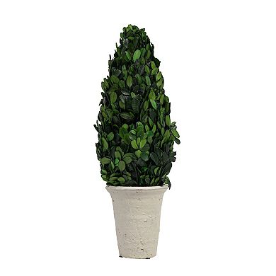 Hello Honey 17" Preserved Boxwood Cone Topiary in Clay Pot