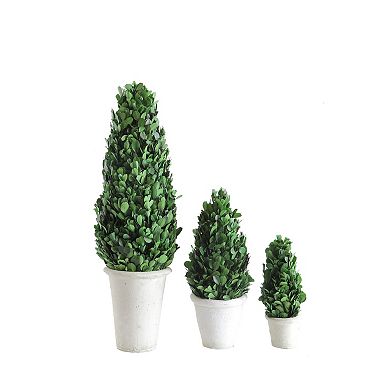 Hello Honey 17" Preserved Boxwood Cone Topiary in Clay Pot