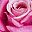 Rose Red